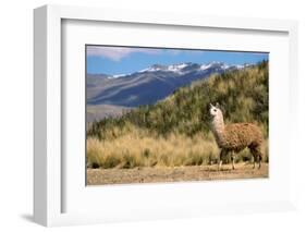 Andean Llama-chrishowey-Framed Photographic Print