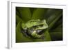 Andean Marsupial Tree Frog, Ecuador-Pete Oxford-Framed Photographic Print