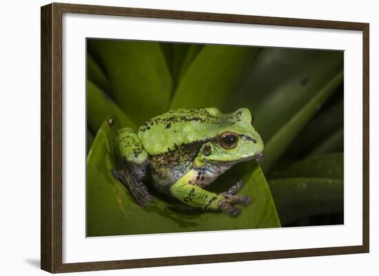 Andean Marsupial Tree Frog, Ecuador-Pete Oxford-Framed Photographic Print