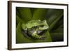 Andean Marsupial Tree Frog, Ecuador-Pete Oxford-Framed Photographic Print