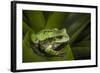 Andean Marsupial Tree Frog, Ecuador-Pete Oxford-Framed Photographic Print