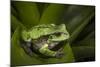 Andean Marsupial Tree Frog, Ecuador-Pete Oxford-Mounted Photographic Print