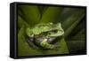 Andean Marsupial Tree Frog, Ecuador-Pete Oxford-Framed Stretched Canvas