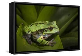 Andean Marsupial Tree Frog, Ecuador-Pete Oxford-Framed Stretched Canvas