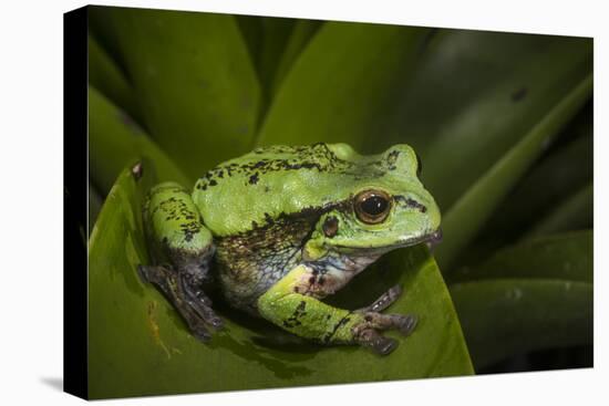 Andean Marsupial Tree Frog, Ecuador-Pete Oxford-Stretched Canvas