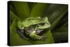 Andean Marsupial Tree Frog, Ecuador-Pete Oxford-Stretched Canvas