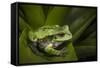 Andean Marsupial Tree Frog, Ecuador-Pete Oxford-Framed Stretched Canvas