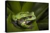 Andean Marsupial Tree Frog, Ecuador-Pete Oxford-Stretched Canvas