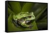 Andean Marsupial Tree Frog, Ecuador-Pete Oxford-Framed Stretched Canvas