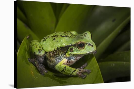 Andean Marsupial Tree Frog, Ecuador-Pete Oxford-Stretched Canvas