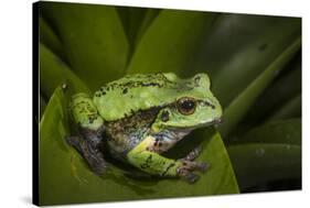 Andean Marsupial Tree Frog, Ecuador-Pete Oxford-Stretched Canvas