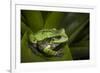 Andean Marsupial Tree Frog, Ecuador-Pete Oxford-Framed Photographic Print