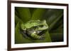 Andean Marsupial Tree Frog, Ecuador-Pete Oxford-Framed Photographic Print