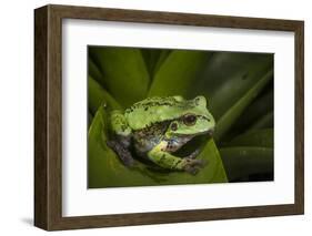 Andean Marsupial Tree Frog, Ecuador-Pete Oxford-Framed Photographic Print