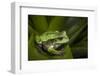 Andean Marsupial Tree Frog, Ecuador-Pete Oxford-Framed Photographic Print