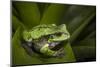 Andean Marsupial Tree Frog, Ecuador-Pete Oxford-Mounted Photographic Print