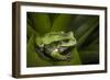 Andean Marsupial Tree Frog, Ecuador-Pete Oxford-Framed Photographic Print