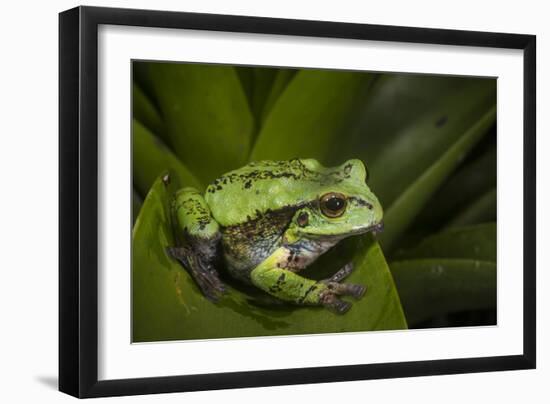 Andean Marsupial Tree Frog, Ecuador-Pete Oxford-Framed Photographic Print