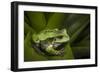 Andean Marsupial Tree Frog, Ecuador-Pete Oxford-Framed Photographic Print