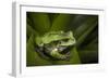 Andean Marsupial Tree Frog, Ecuador-Pete Oxford-Framed Photographic Print