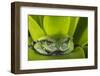 Andean Marsupial Tree Frog, Ecuador-Pete Oxford-Framed Photographic Print