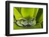 Andean Marsupial Tree Frog, Ecuador-Pete Oxford-Framed Photographic Print