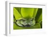 Andean Marsupial Tree Frog, Ecuador-Pete Oxford-Framed Photographic Print