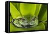 Andean Marsupial Tree Frog, Ecuador-Pete Oxford-Framed Stretched Canvas
