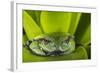 Andean Marsupial Tree Frog, Ecuador-Pete Oxford-Framed Photographic Print