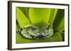 Andean Marsupial Tree Frog, Ecuador-Pete Oxford-Framed Photographic Print