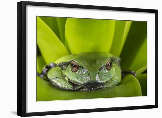 Andean Marsupial Tree Frog, Ecuador-Pete Oxford-Framed Photographic Print