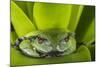 Andean Marsupial Tree Frog, Ecuador-Pete Oxford-Mounted Photographic Print