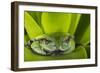 Andean Marsupial Tree Frog, Ecuador-Pete Oxford-Framed Photographic Print