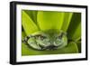 Andean Marsupial Tree Frog, Ecuador-Pete Oxford-Framed Photographic Print