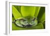 Andean Marsupial Tree Frog, Ecuador-Pete Oxford-Framed Photographic Print