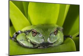 Andean Marsupial Tree Frog, Ecuador-Pete Oxford-Mounted Photographic Print