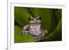 Andean Marsupial Tree Frog, Ecuador-Pete Oxford-Framed Photographic Print