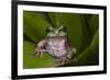 Andean Marsupial Tree Frog, Ecuador-Pete Oxford-Framed Photographic Print