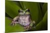 Andean Marsupial Tree Frog, Ecuador-Pete Oxford-Mounted Photographic Print