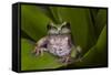 Andean Marsupial Tree Frog, Ecuador-Pete Oxford-Framed Stretched Canvas