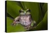 Andean Marsupial Tree Frog, Ecuador-Pete Oxford-Stretched Canvas