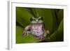 Andean Marsupial Tree Frog, Ecuador-Pete Oxford-Framed Photographic Print