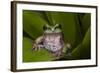 Andean Marsupial Tree Frog, Ecuador-Pete Oxford-Framed Photographic Print