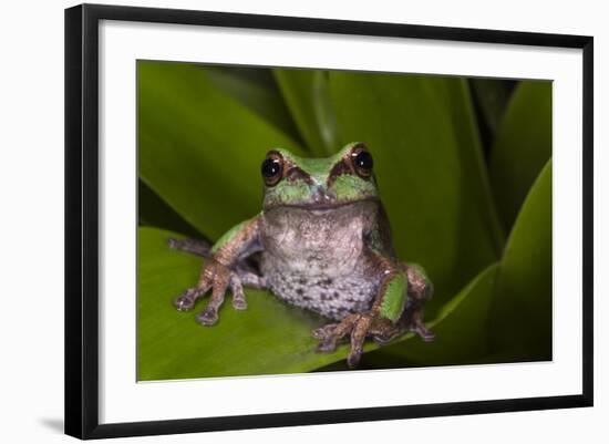 Andean Marsupial Tree Frog, Ecuador-Pete Oxford-Framed Photographic Print