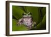 Andean Marsupial Tree Frog, Ecuador-Pete Oxford-Framed Photographic Print