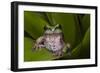 Andean Marsupial Tree Frog, Ecuador-Pete Oxford-Framed Photographic Print