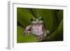 Andean Marsupial Tree Frog, Ecuador-Pete Oxford-Framed Photographic Print