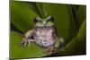 Andean Marsupial Tree Frog, Ecuador-Pete Oxford-Mounted Photographic Print