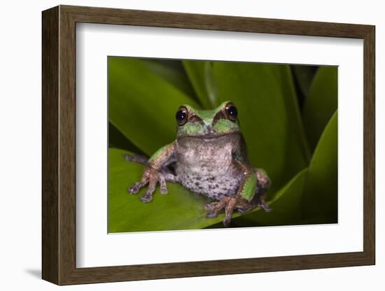 Andean Marsupial Tree Frog, Ecuador-Pete Oxford-Framed Photographic Print