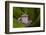 Andean Marsupial Tree Frog, Ecuador-Pete Oxford-Framed Photographic Print